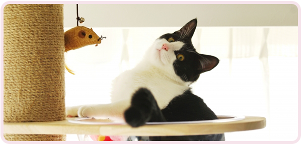 動物のように毎日楽しく暮らせるノウハウが学べる